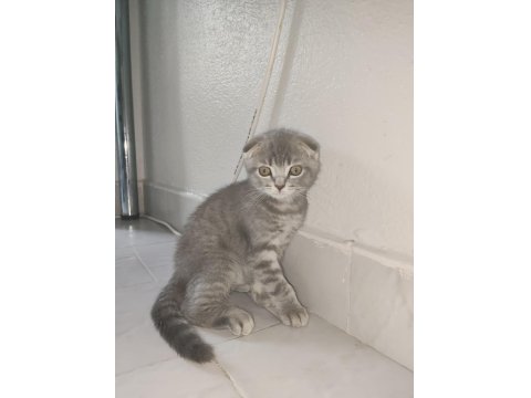 Scottish Ve British Yavrular