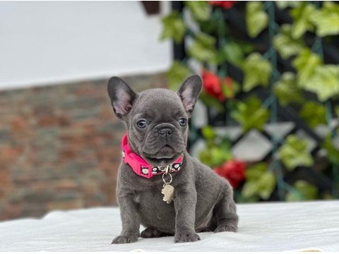 French Bulldog Cinsi Yavruları