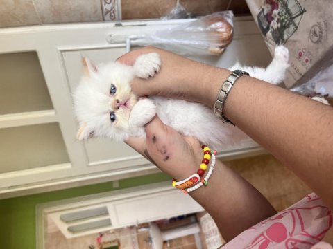 Oyuncu Safkan İran Kedisi Bebekler