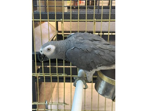 Genç Eğitime Açık Jako Papağanı