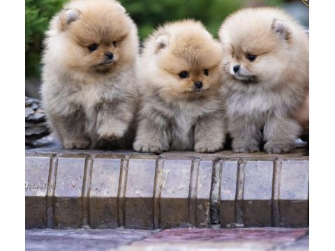 Ayı Surat Gülen Yüz Pomeranian Boo
