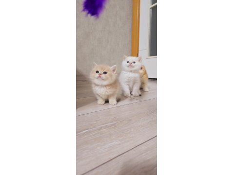 Her Kodda Disi Erkek Show Kalite Safkan