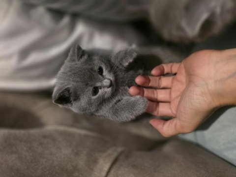 2 Aylik British Shorthair Kızımız