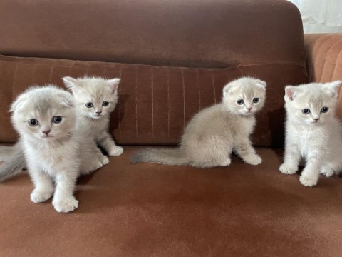 Güzel Kediler Yeni Yuvalarını Bekliyor