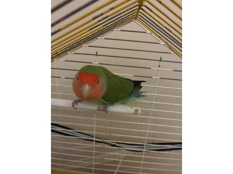 3 Yaşında Sevda Papağanı