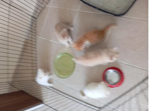 26 Temmuz İran Kedisi Yavru Kedilerim