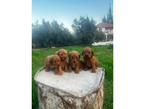 Büyümeyen Maltipoo Yavrularım