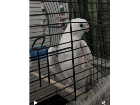 Sultan Papağanı Ele Alışık