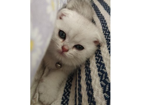60 Günlük Scottish Fold Bebiş