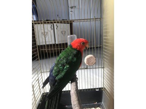 Avustralya Kral Papağanı Evcil Kapalı Bilezikli