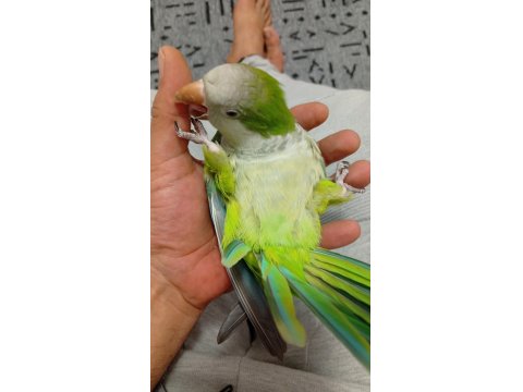 8 Aylık Evcil Monk Papağanı Mırıldanmaya Başladı