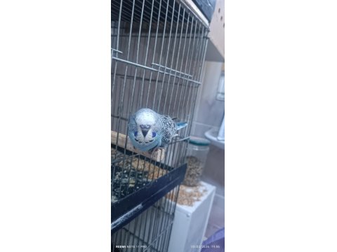 30 Günlük Ele Kola Alıştırmalık Muhabbet Kuşları