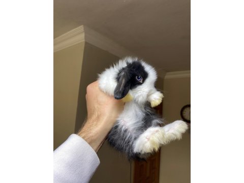 Evcil Hollanda Tavşanlar Her İle Gönderilir