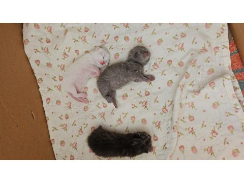 Scottish Fold Yavrularımıza Yeni Yuvalarını Arıyoruz