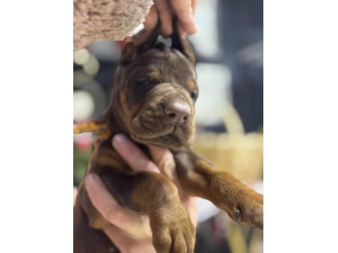 Avrupa’nın En İri European Doberman Yavruları