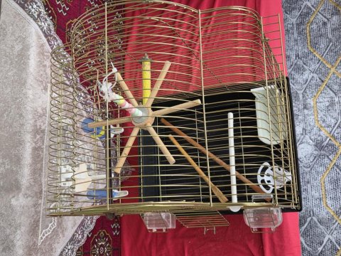 1 Adet Erkek Yavru 6 Aylık Muhabbet Kuşu Ve 2 Adet Kuş Kafesi
