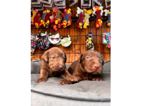 Enerji Dolu Labrador Yavrularıyla Hayatınıza Neşe Katın!