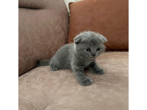 British Shorthair Bebeklerimiz Yeni Yuvalarını Arıyor