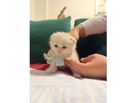 Beyaz Erkek Scottish Fold Bicolor