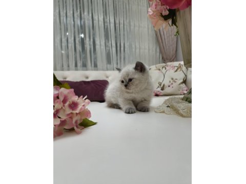 Güzel Scottish Fold Bebeklerim