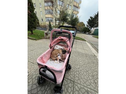 Hollanda Lop Tavşan