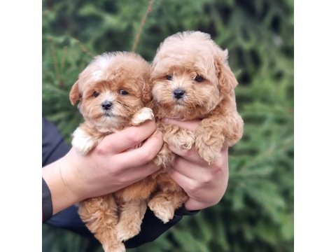 Efsane Maltipoo Yavruları
