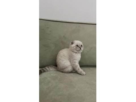 Scottish Fold Safkan