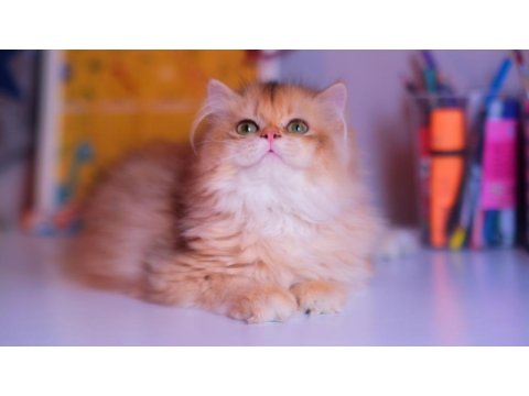 Safkan Şecereli Ny 12 Erkek British Longhair