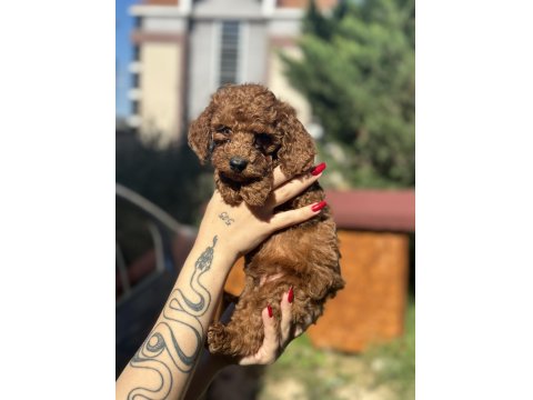 Toy Poodle Yavrularımız Yuvalarını Arıyor
