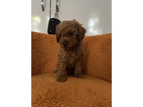 Toy Poodle Bebek Köpeklerim