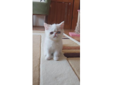 Old Eyes 2 Aylık Erkek Yavru Kedimiz