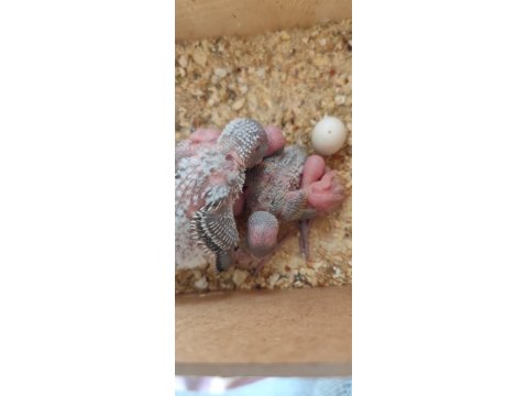 Muhabbet Kuşu Alıştırmalık