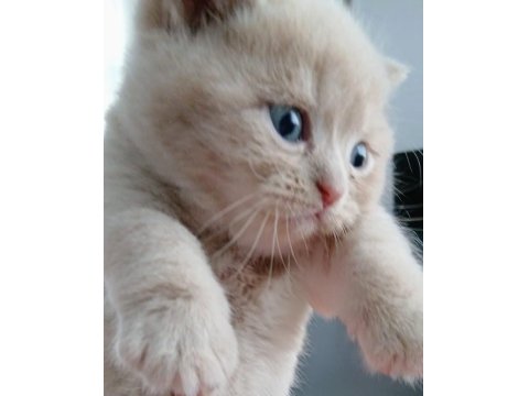 Scottish Fold Ve Scottish Straight Kardeşler