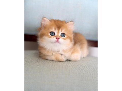 Golden Yeleli British Longhair Yavrumuz
