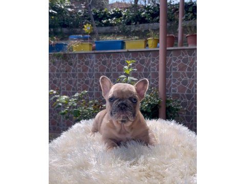 Egzotik French Bulldog Yavrularım Harika Renkler Ve Anatomiler