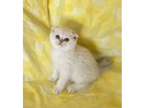 Silver Point Ns1133 Safkan Orjinal Scottish Fold Mavi Gözlü