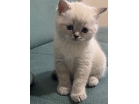2 Aylık British Blue Point Erkek Yavrumuz