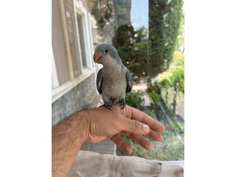 Yeme Düşmüş Mavi Mutasyon Full Evcil Monk Papağanımız