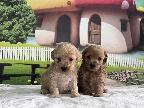 Maltipoo Cinsi Yavru