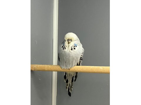 Show Jumbo Muhabbet Kuşu