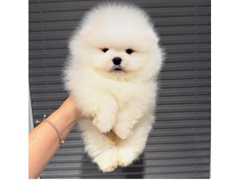 Sevimli Pomeranian Boo Yavrularımız