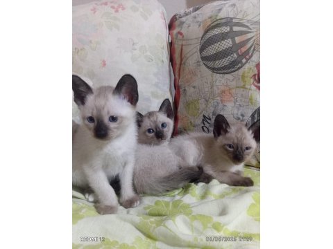 Siyam Kedisi Yavruları