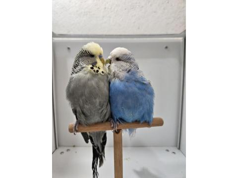 Yeni Eşleme Show Jumbo Ve Jumbo Çift Muhabbet Kuşlar