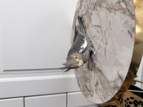 Sultan Papağanlar Sahiplendirilecek