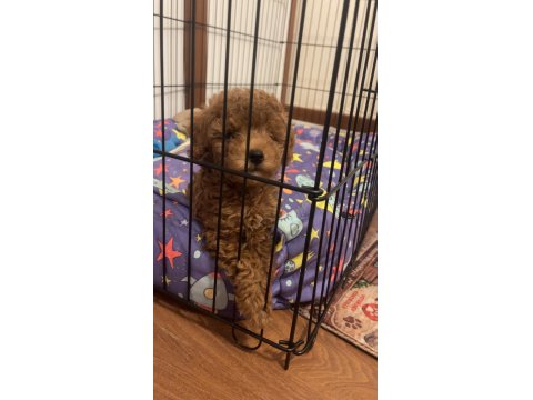 Toy Poodle İç Dış Parazit Aşıları Yapılı 2 Aylık