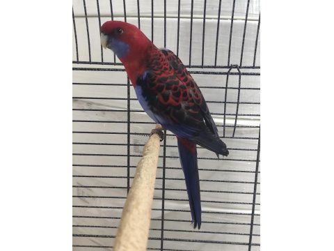 Bordo Mavi Özel Renk Dişi Rozella