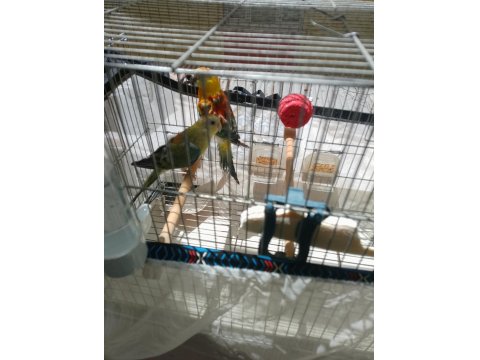 Şarkıcı Pareket Papağanı