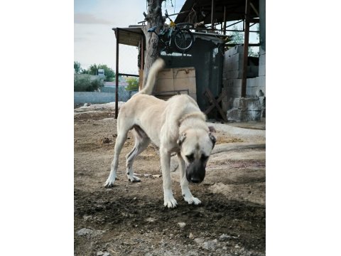 Orjinal Üst Düzey Kaliteli Kangal