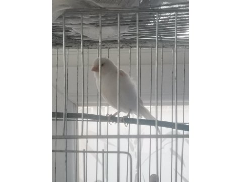 Hazır Al Mozaik Dişi Kanaryalar