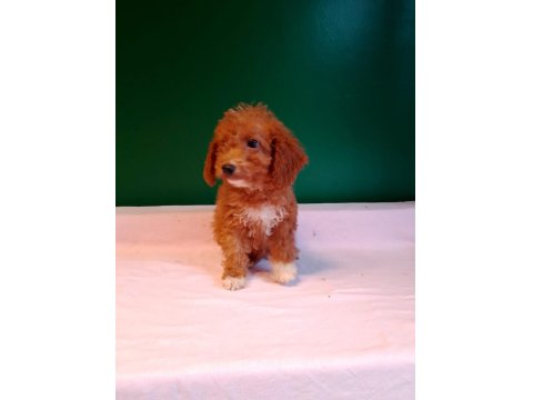Kahverengi Toy Poodle Yavrularımız